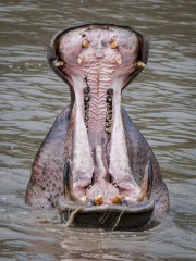 20140122_D4_Hippo_Mara-River_Masai-Mara_RD4_0740-2-C