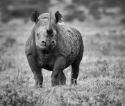 20160922_D810_Nakuru_black_rhino_RJK_4670-C