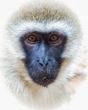 20180707_Sony_Vervet_Samburu_DSC00716-C