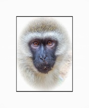 20180722_Sony_Vervet_FramePlayDSC00712-3-C2