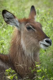 20190214_Waterbuck_RJK2690