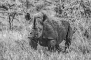 FILMSCANS_BLACK-RHINOCEROS_DSC_4032-C