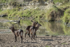20061110_Defassa_Water_Buck_RJK0050