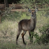 20080210_Waterbuck_Samburu_RJK0001