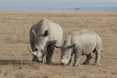 20080212_White_Rhinoceros_Nakuru_RJK0007