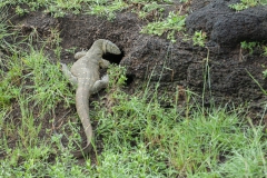 20080215_Monitor_Lizard_RJK0002