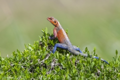 20080301_Agama_Lizard_RJK3566