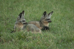 20100226_Bat-Eared_Fox_K102113