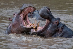 20140121_HIPPOS_Mara-River_MASAI-MARA_RD4_0726-C
