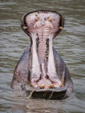 20140122_D4_Hippo_Mara-River_Masai-Mara_RD4_0740-2-C