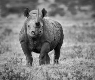 20160922_D810_Nakuru_black_rhino_RJK_4670-C
