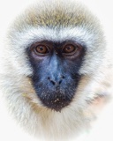 20180707_Sony_Vervet_Samburu_DSC00716-C