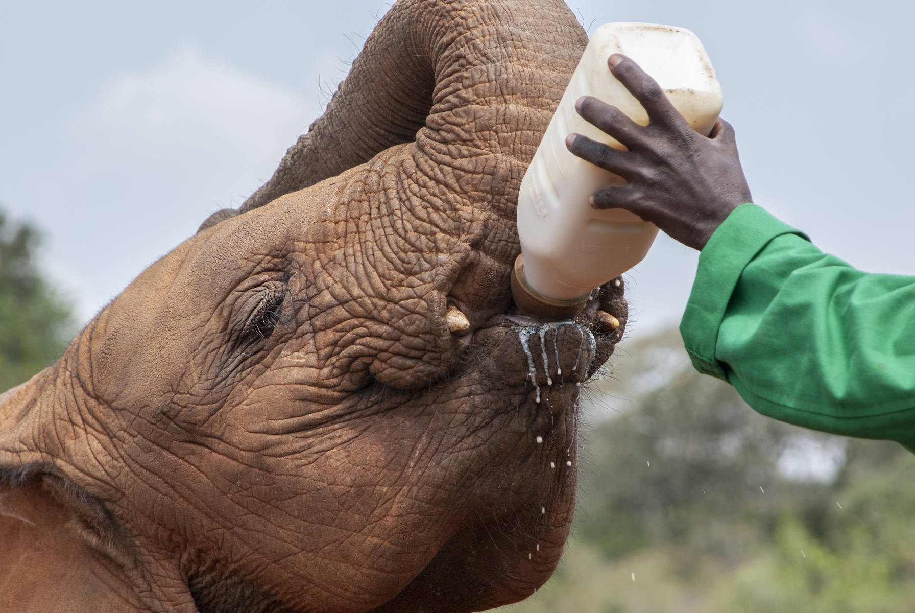 20080206_Sheldrick_Elephant_RJK0053 20080206_Sheldrick_Elephant_RJK0053