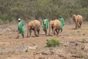 20080206_Sheldrick_elephant_RJK0045