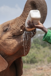 20080206_Sheldrick_elephant_RJK0057