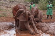 20080206_Sheldrick_elephant_RJK0101