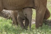 20080207_Elephant_Baby_RJK0155