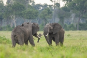 20080216_Elephants_RJK2954