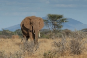 20100209_Elephant_Samburu_K100767