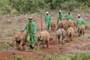 20100224_Sheldrick_elephants_K101987