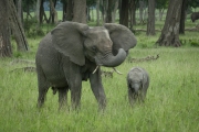 20100226_Elephant_K102226-2