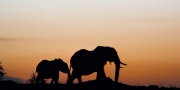 FILMSCANS_ELEPHANFILM-SCANS_ELEPHANT-SILHOUETTE_Masai-Mara_DSC_3974-C
