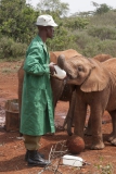 20080206_Sheldrick_elephant_RJK0001