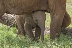 20080207_Elephant_Baby_RJK0155
