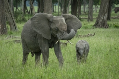 20100226_Elephant_K102226-2