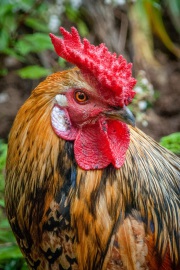 RJK_0037-C - Rooster on Madeira