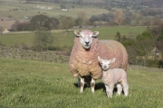 RJK_0666 - Sheep and lamb in Darley