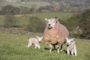 RJK_0657 - Sheep and lambs in Darley