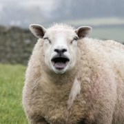 RJK_0725 - Sheep in Darley