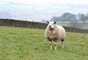 RJK_0726 - Sheep in Darley