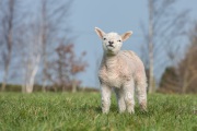 RJK_0808 - Lamb in Darley