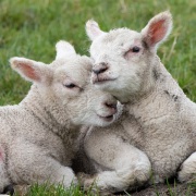 RJK_0839  D810 - Lambs in Darley