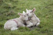 RJK_0839 - Lambs in Darley
