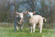 RJK_0794 - Lambs in Darley