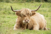 RJK 2217-2 - Highland Cattle, Isle of Mull