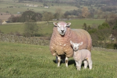 RJK_0666 - Sheep and lamb in Darley
