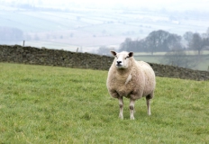 RJK_0726 - Sheep in Darley