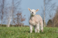 RJK_0808 - Lamb in Darley