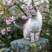 20120422_Canon_Majik_IMG_0199-C