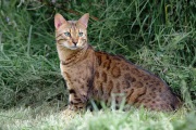 20120723_D3S_Raji_RJK6186-C