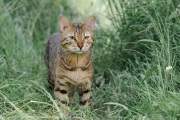 20120725_D3S_Raji_RJK6201