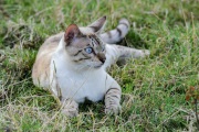 20120804_D3S_Majik_RJK6305-C