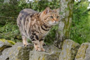 20120805-d3S_Zawi_RJK6267-C