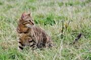 20120805_D3S_Raji_RJK6346-C