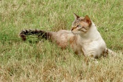 20160727_Sony_Majik_DSC3201-C