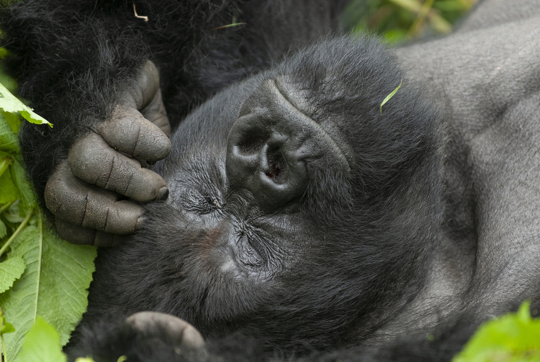 20080221_Gorilla_Sleeping_Rwanda_RJK0014 20080221_Gorilla_Sleeping_Rwanda_RJK0014